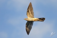 Kukacka obecna - Cuculus canorus - Common Cuckoo 2066